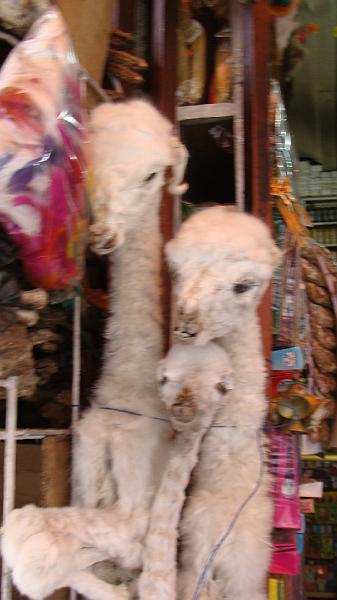 La Paz Steves (33).JPG